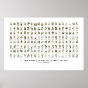 Affiche Ordre naturel des Plantes - Toutes les illustratio