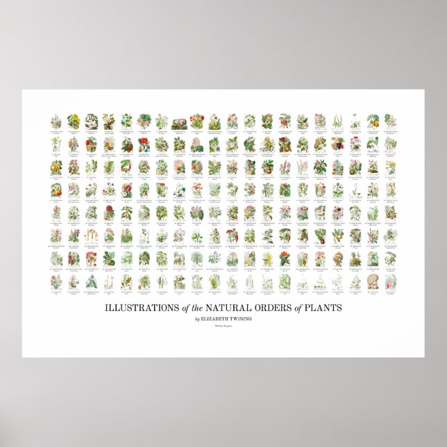 Affiche Ordre naturel des Plantes - Toutes les illustratio (Devant)