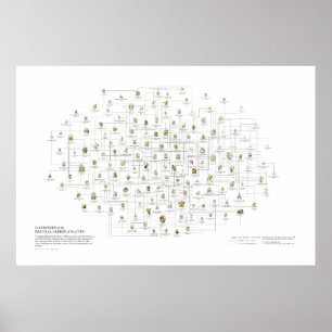 Affiche Ordres Naturels des Plantes - Ressemblances