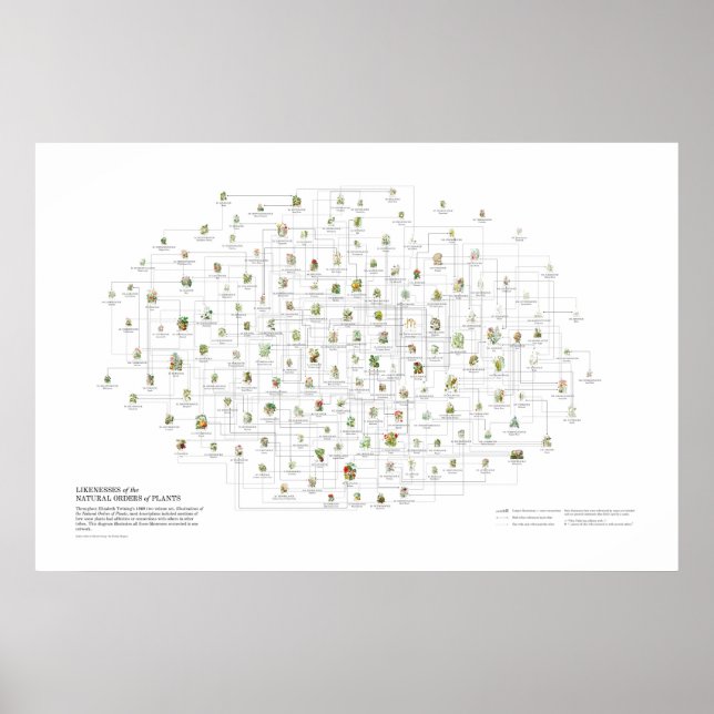 Affiche Ordres Naturels des Plantes - Ressemblances (Devant)