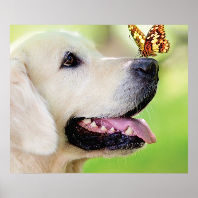 Affiche Oreiller À Lancer Du Labrador Et Du Papillon (Devant)