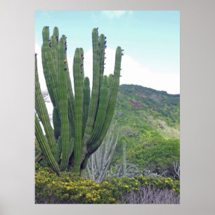 Affiche Organe Cactus