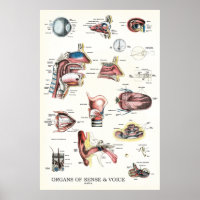 Organes de l'Anatomie de la voix sensée Throat du