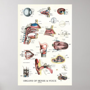 Affiche Organes de l'Anatomie de la voix sensée Throat du