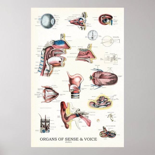 Affiche Organes de l'Anatomie de la voix sensée Throat du  (Devant)