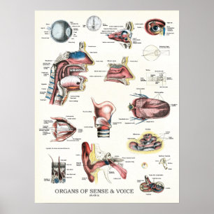 Affiche Organes de l'Anatomie de la voix sensée Throat du