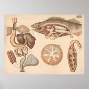 Affiche Organes digestifs de grenouille et de perche 1882