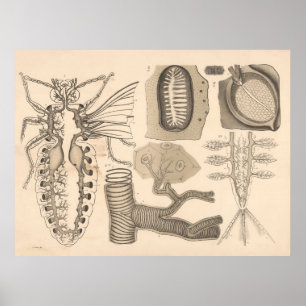 Affiche Organes respiratoires des animaux inférieurs 1882