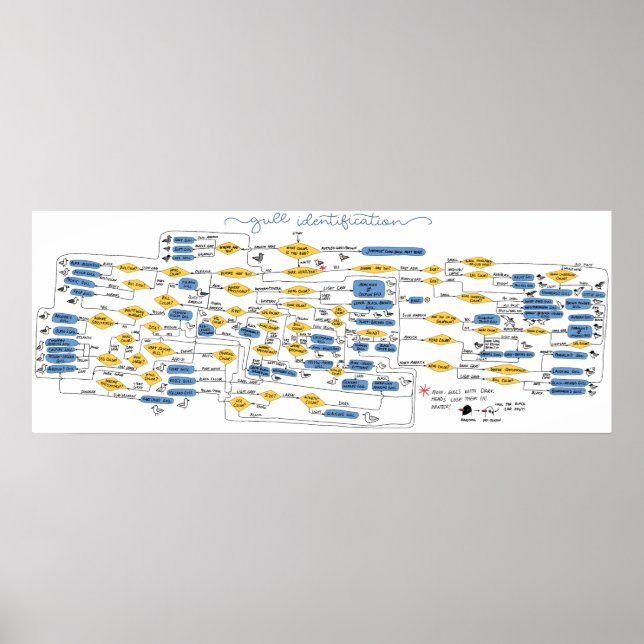 Affiche Organigramme d'identification de goéland (Devant)