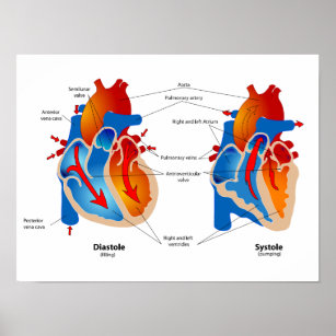 Affiche Organigramme Médicale du flux sanguin cardiaque