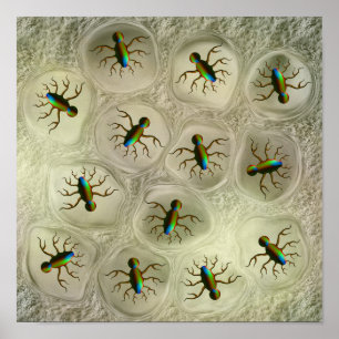 Affiche Organismes microscopiques abstraits dans une matri