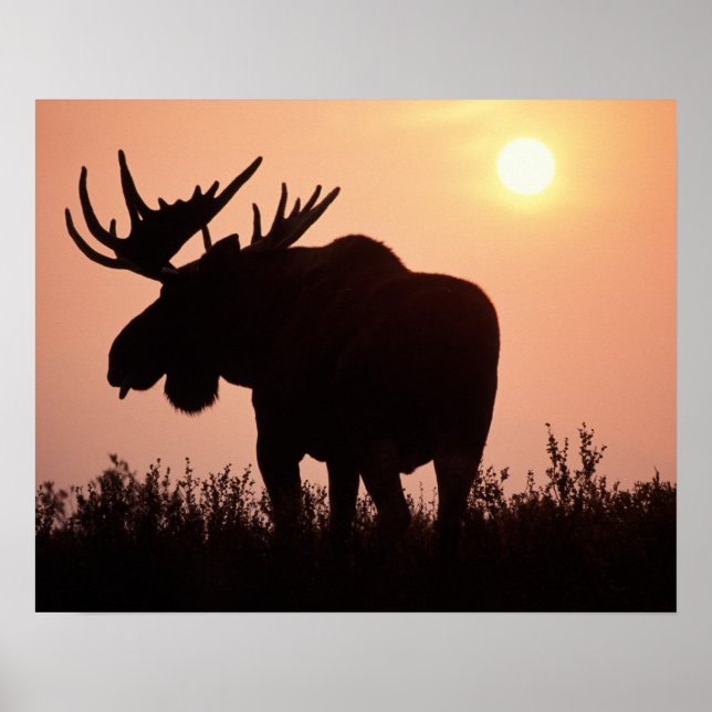 Affiche orignal, Alces alces, taureau avec grands bois, (Devant)