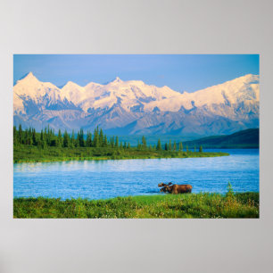 Affiche Orignal dans le lac Wonder