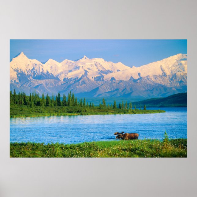 Affiche Orignal dans le lac Wonder (Devant)