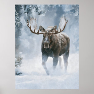 Affiche Orignal mâle marchant à travers la neige boréale