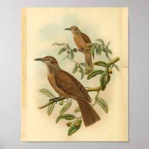 Affiche Oriole trompeur Brown Spectacle Vintage Imprimer
