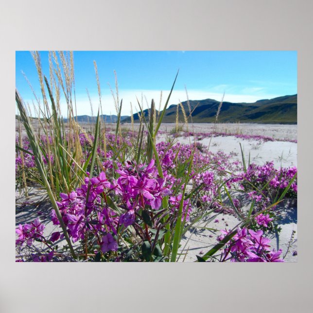 Affiche Orkide groenlandais (Devant)