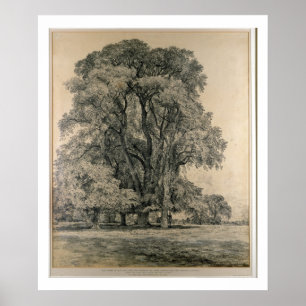 Affiche Ormes dans Old Hall Park, East Bergholt, 1817 (p