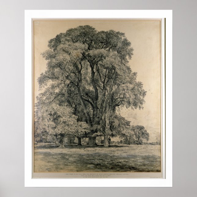 Affiche Ormes dans Old Hall Park, East Bergholt, 1817 (p (Devant)