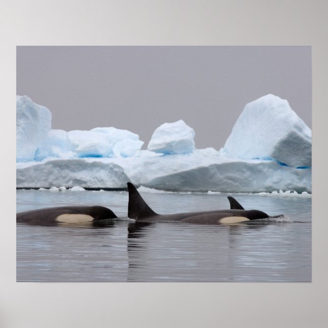 Affiche orques (orques), orques orques, pod (Devant)