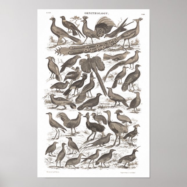 Affiche Orthinologie espèces imprimé antique (Devant)