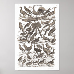 Affiche Orthinologie espèces imprimé antique