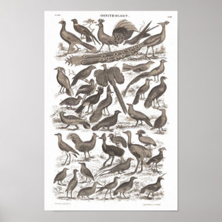 Affiche Orthinologie espèces imprimé antique
