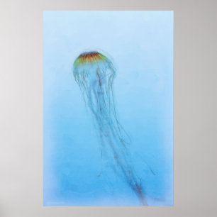 Affiche Ortie de mer