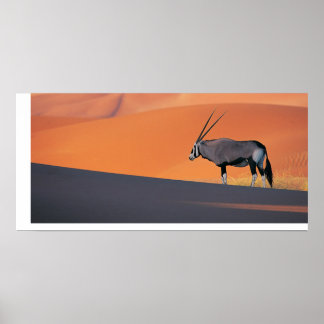 Affiche Oryx