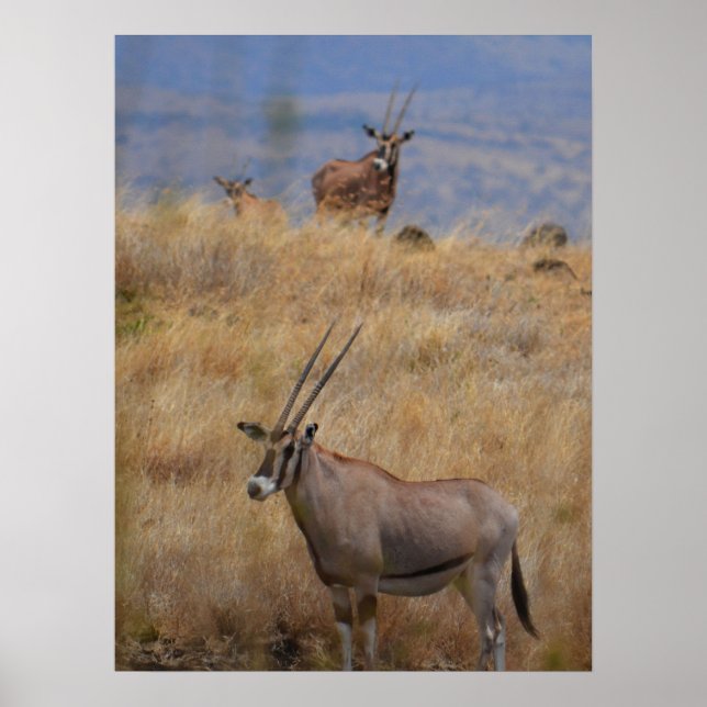 Affiche Oryx en Afrique (Devant)