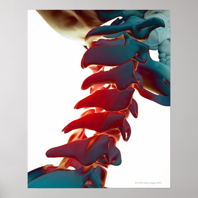 Affiche Os cou (Devant)