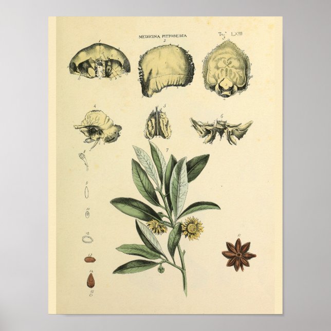 Affiche Os crâne Anatomie Herbal Art Imprimer (Devant)