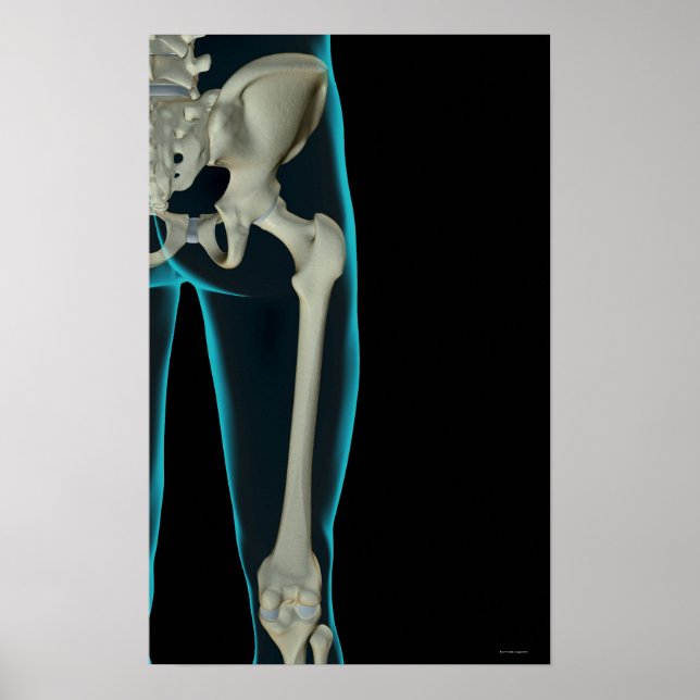 Affiche Os de la hanche 2 (Devant)