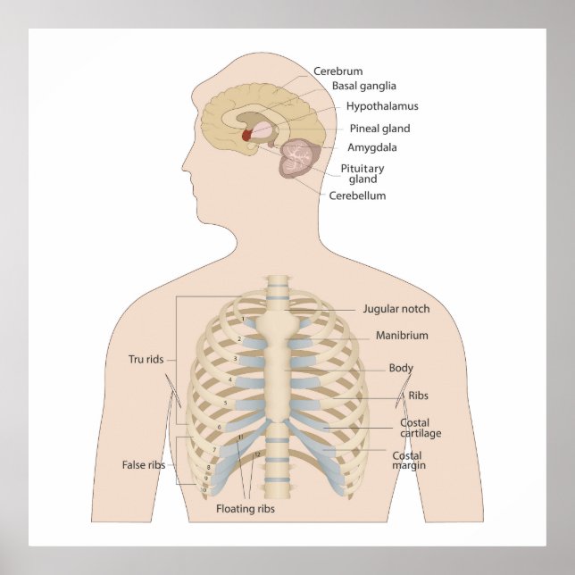 Affiche Os de la poitrine humaine (Devant)