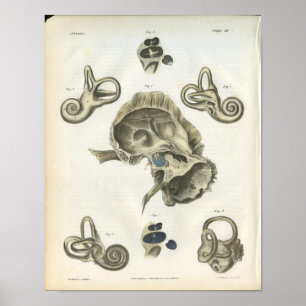 Affiche Os de l'anatomie de l'oreille Imprimer