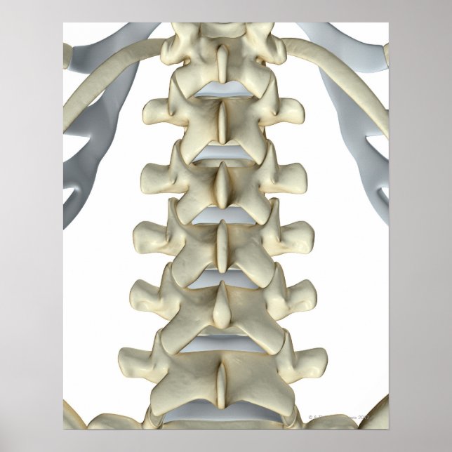 Affiche Os de Lumbar Vertebrae (Devant)