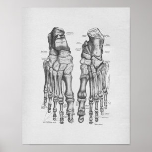 Affiche Os de pied vintages d'illustration d'anatomie