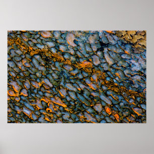 Affiche Os Dinosaure Petrifié