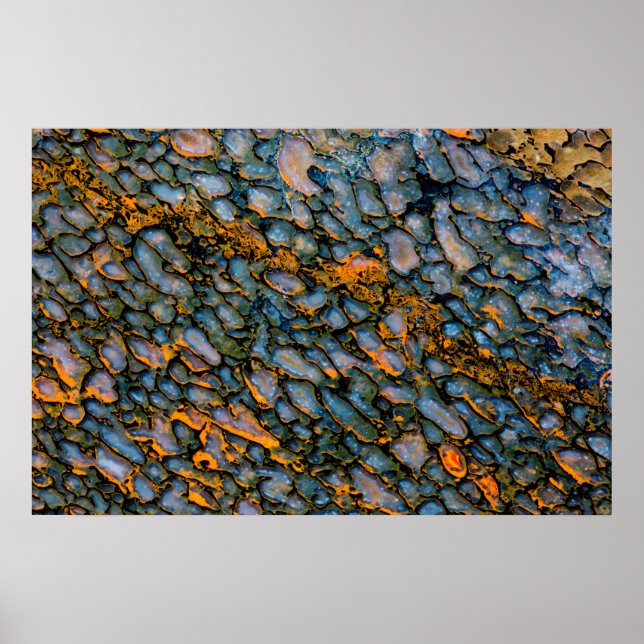 Affiche Os Dinosaure Petrifié (Devant)