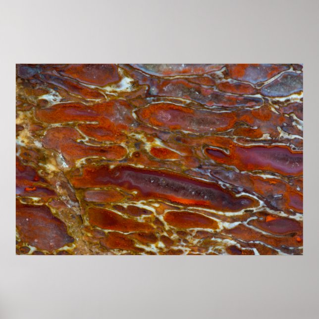 Affiche Os Petrifié Dinosaure (Devant)