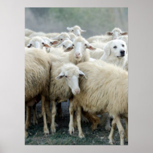 Affiche Osez être différent ! Sheepdog Dit : ...