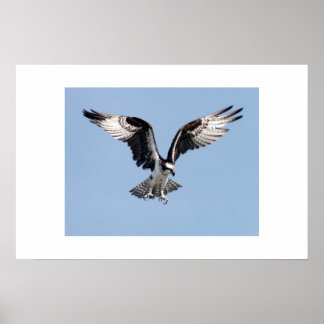 Affiche Osprey