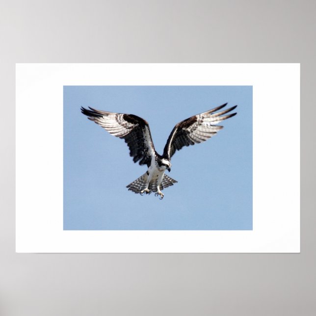 Affiche Osprey (Devant)