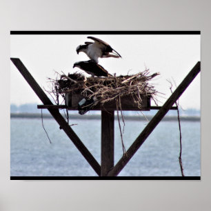 Affiche Osprey