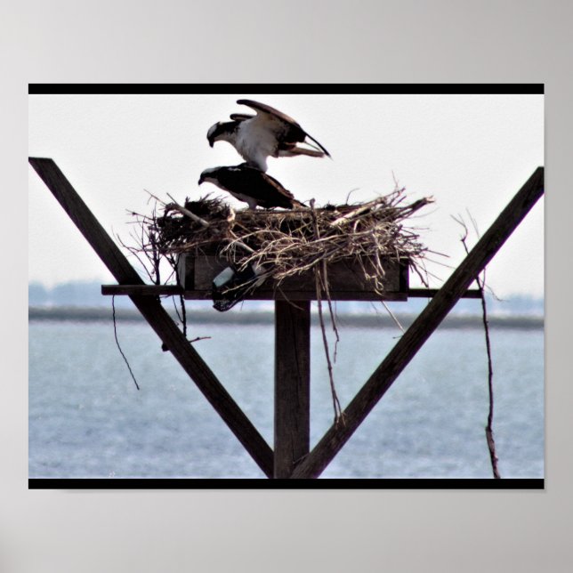 Affiche Osprey (Devant)