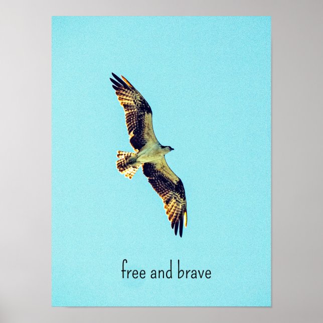 Affiche Osprey (Devant)