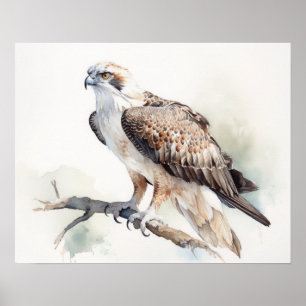 Affiche Osprey Bird Art Imprimer l'affiche