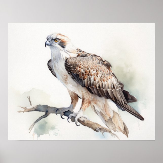 Affiche Osprey Bird Art Imprimer l'affiche (Devant)
