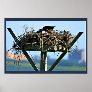 Affiche Osprey Bird Nest