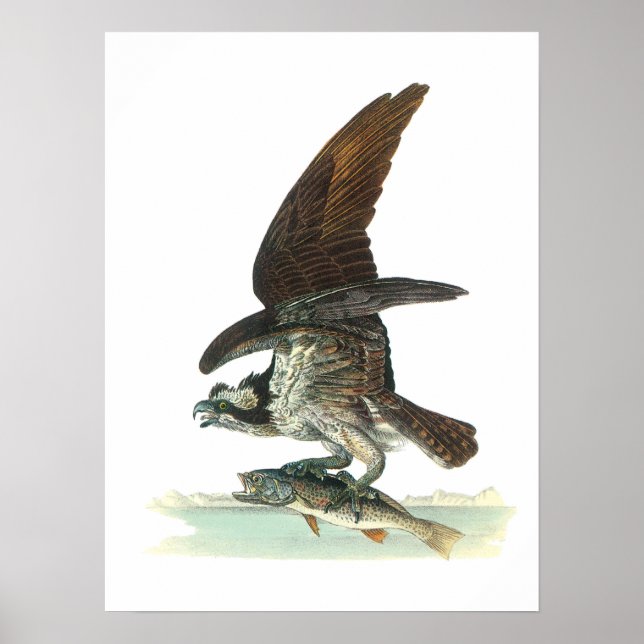 Affiche Osprey par Audubon (Devant)